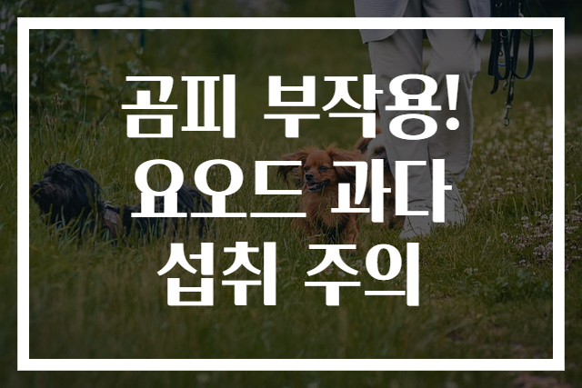 곰피 부작용! 요오드 과다 섭취 주의