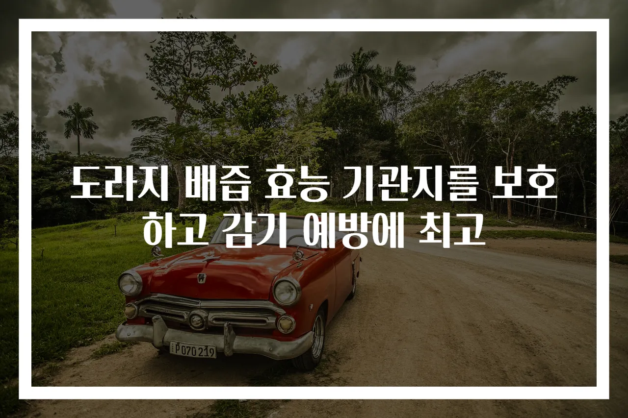 도라지 배즙 효능 기관지를 보호하고 감기 예방에 최고