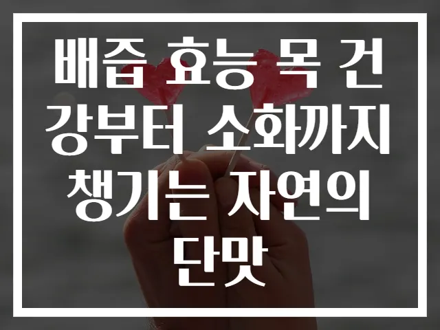 배즙 효능 목 건강부터 소화까지 챙기는 자연의 단맛