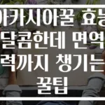 아카시아꿀 효능 달콤한데 면역력까지 챙기는 꿀팁