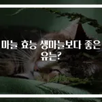 찐 마늘 효능 생마늘보다 좋은 이유는?