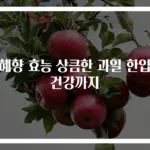 천혜향 효능 상큼한 과일 한입에 건강까지