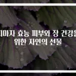 피마자 효능 피부와 장 건강을 위한 자연의 선물