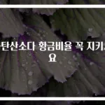 과탄산소다 황금비율 꼭 지키세요
