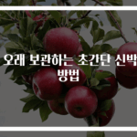 귤 오래 보관하는 초간단 신박한 방법