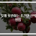 귤 오래 보관하는 초간단 신박한 방법