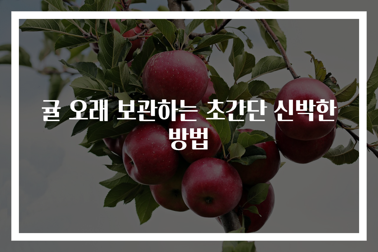 귤 오래 보관하는 초간단 신박한 방법