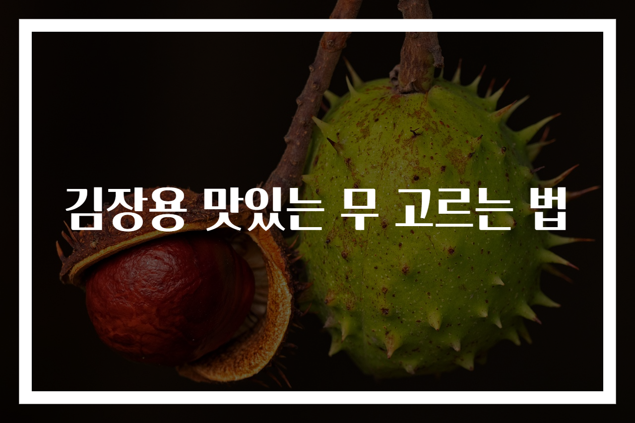 김장용 맛있는 무 고르는 법