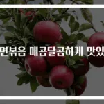 당면볶음 매콤달콤하게 맛있게
