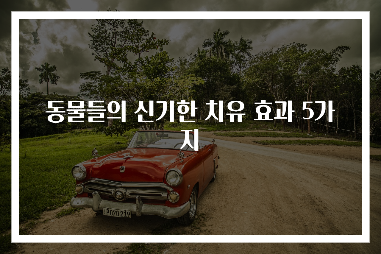 동물들의 신기한 치유 효과 5가지