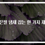 묵은쌀 냄새 잡는 한 가지 재료
