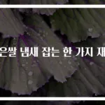 묵은쌀 냄새 잡는 한 가지 재료