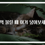 미역 불릴 때 이거 넣어보세요