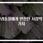 반려동물에게 안전한 사람약 6가지