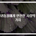 반려동물에게 안전한 사람약 6가지