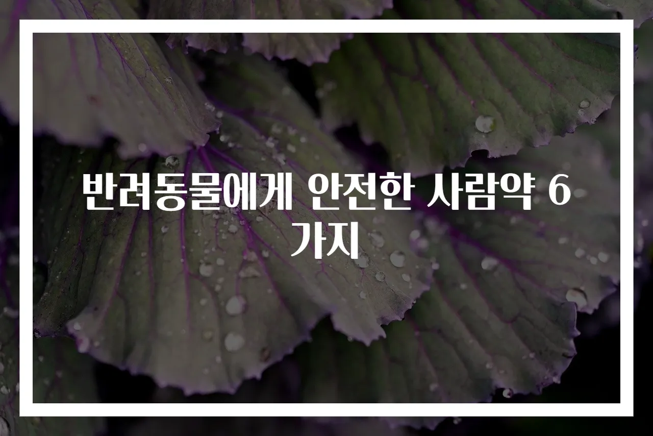 반려동물에게 안전한 사람약 6가지