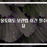 방울토마토 보관법 이건 필수에요