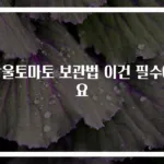 방울토마토 보관법 이건 필수에요