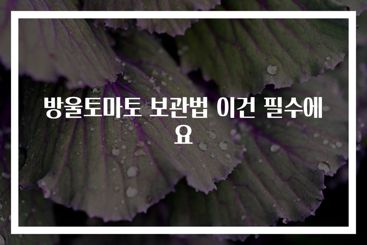 방울토마토 보관법 이건 필수에요
