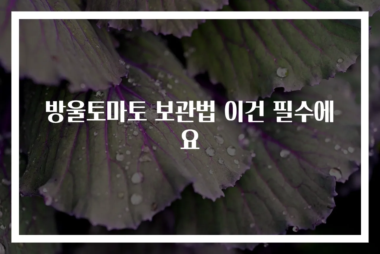 방울토마토 보관법 이건 필수에요