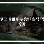 피코크 토마토 볶음면 솔직 먹방 후기