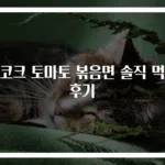 피코크 토마토 볶음면 솔직 먹방 후기