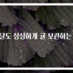 한달도 싱싱하게 귤 보관하는 법