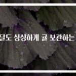 한달도 싱싱하게 귤 보관하는 법