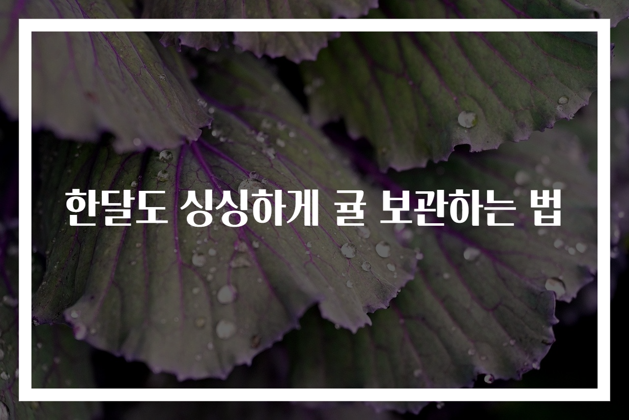한달도 싱싱하게 귤 보관하는 법