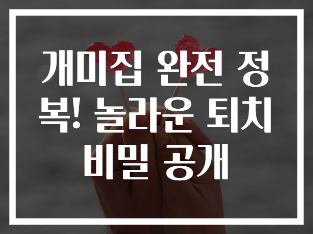 개미집 완전 정복! 놀라운 퇴치 비밀 공개