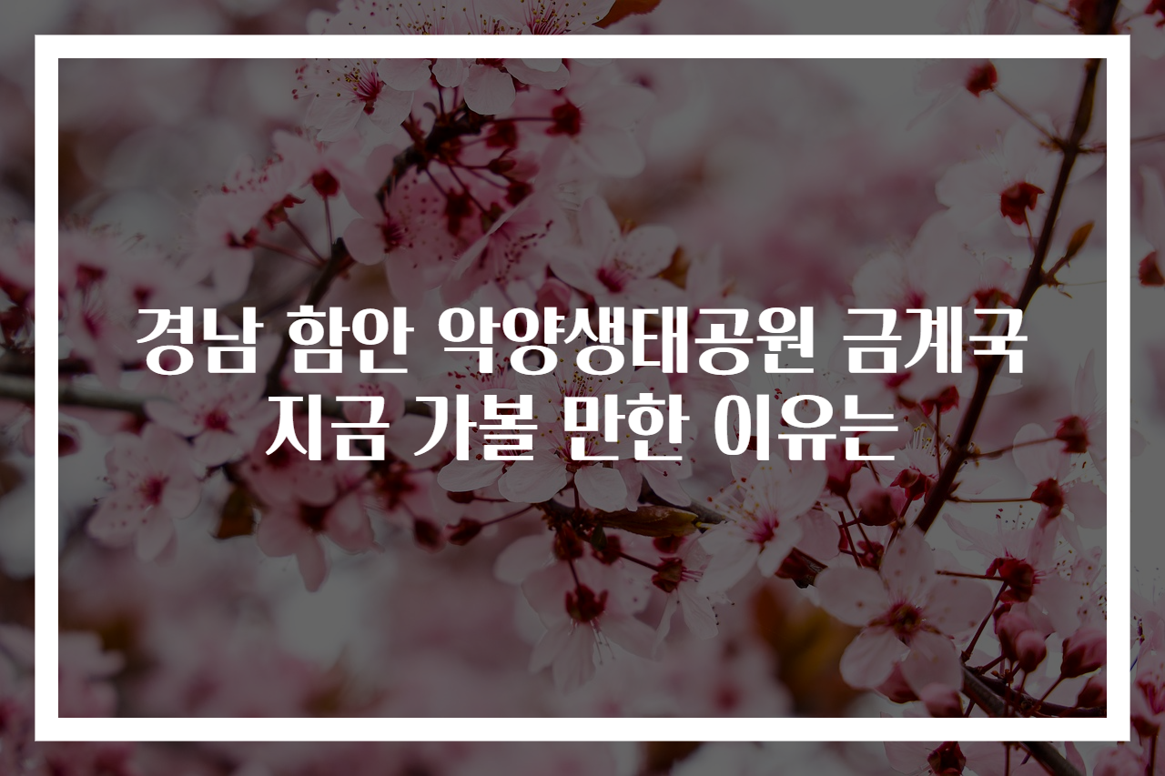 경남 함안 악양생태공원 금계국 지금 가볼 만한 이유는