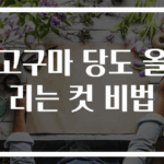 고구마 당도 올리는 컷 비법