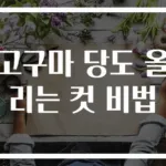 고구마 당도 올리는 컷 비법