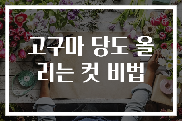 고구마 당도 올리는 컷 비법