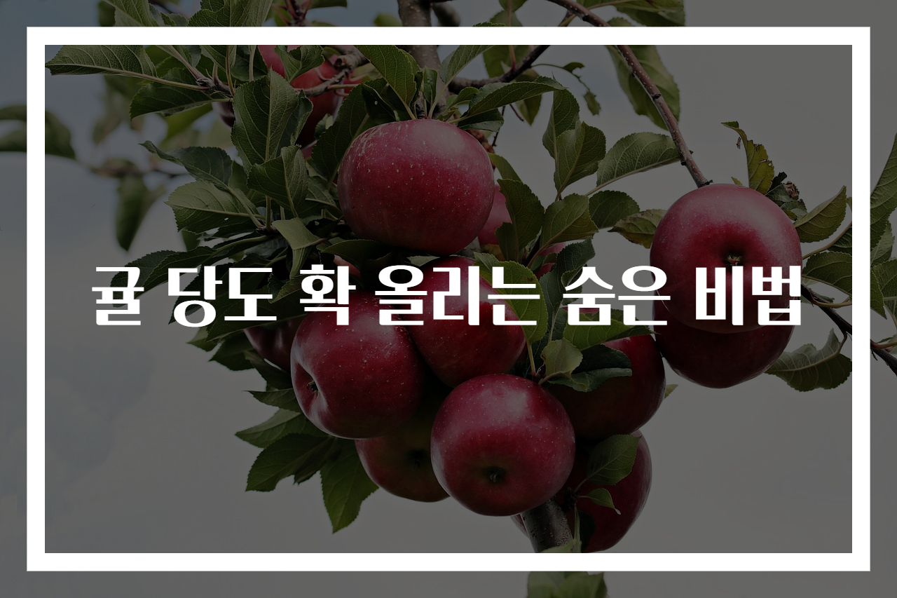 귤 당도 확 올리는 숨은 비법