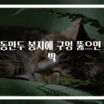 냉동만두 봉지에 구멍 뚫으면 대박