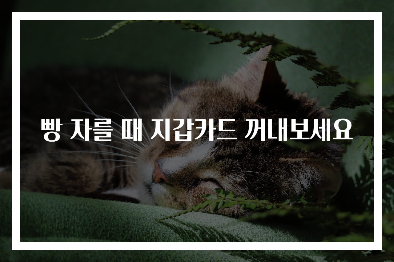 빵 자를 때 지갑카드 꺼내보세요