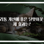 생리통 개선에 좋은 달맞이꽃 실제 효과는?