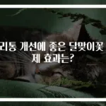 생리통 개선에 좋은 달맞이꽃 실제 효과는?