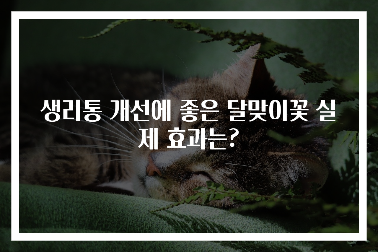 생리통 개선에 좋은 달맞이꽃 실제 효과는?