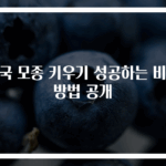 수국 모종 키우기 성공하는 비밀 방법 공개