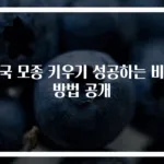수국 모종 키우기 성공하는 비밀 방법 공개