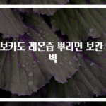 아보카도 레몬즙 뿌리면 보관 완벽