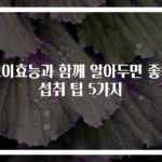 오이효능과 함께 알아두면 좋은 섭취 팁 5가지