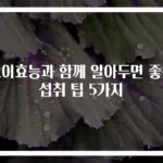 오이효능과 함께 알아두면 좋은 섭취 팁 5가지