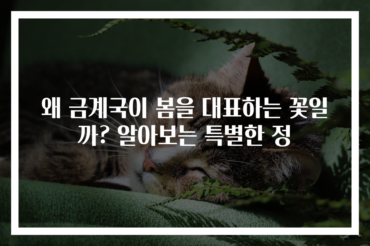 왜 금계국이 봄을 대표하는 꽃일까? 알아보는 특별한 정