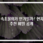 왜 속초물회가 인기일까? 현지인 추천 비밀 공개