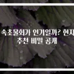 왜 속초물회가 인기일까? 현지인 추천 비밀 공개