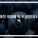 장마철 이불에 이거 넣었더니 대박