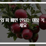 참외 씨 빼면 안되는 이유 꼭 보세요